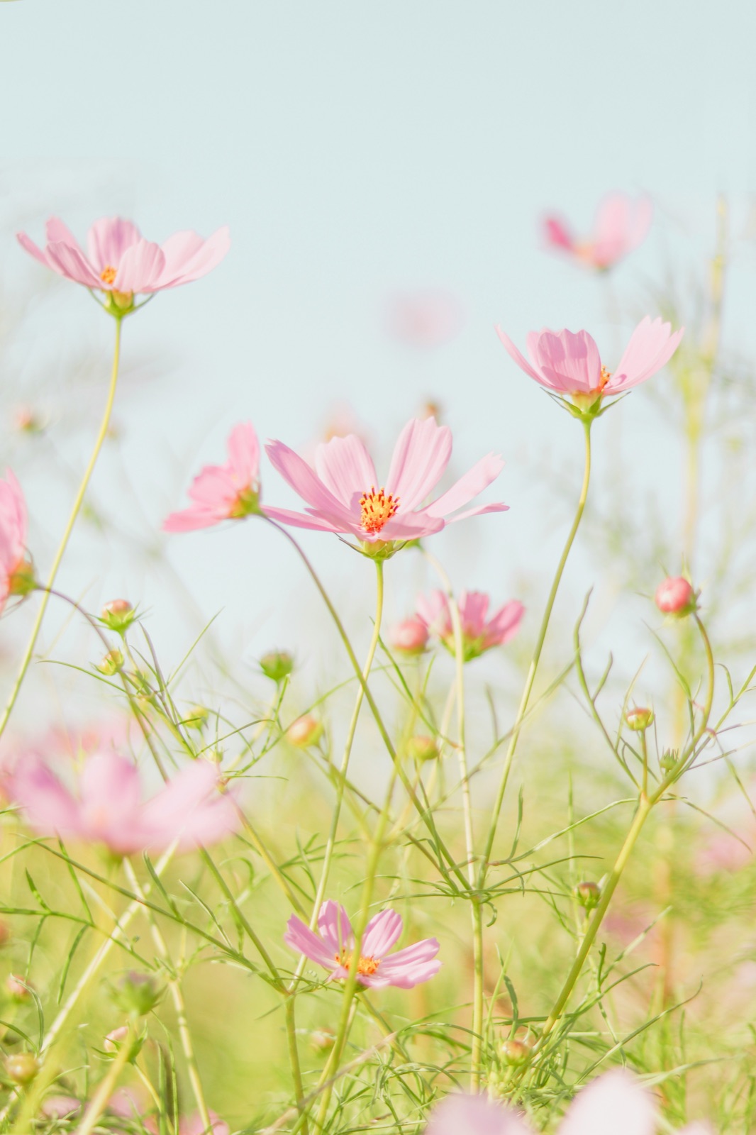 Soft pink cosmos flowers in a meadow