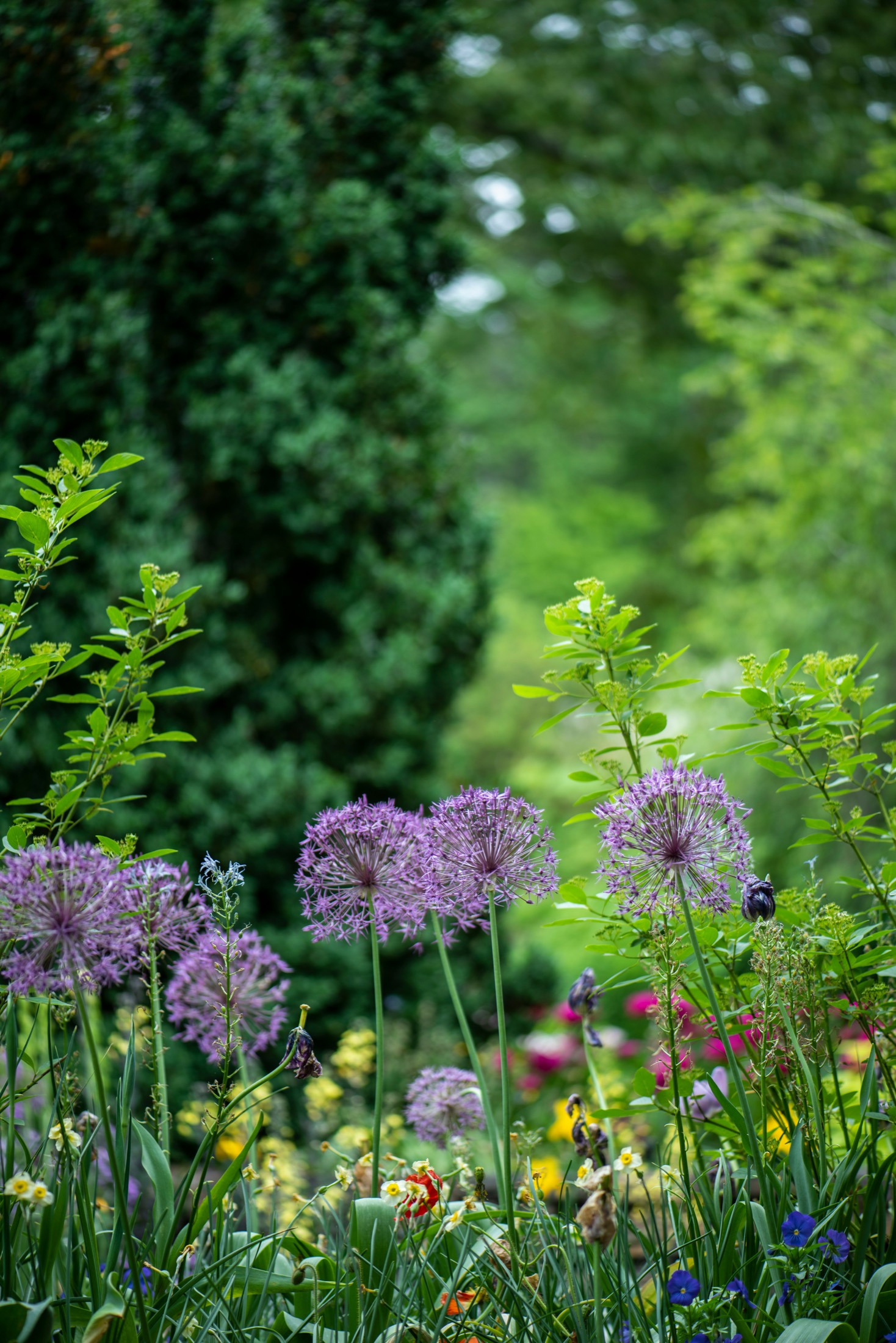 Purple allium flowers in a green garden