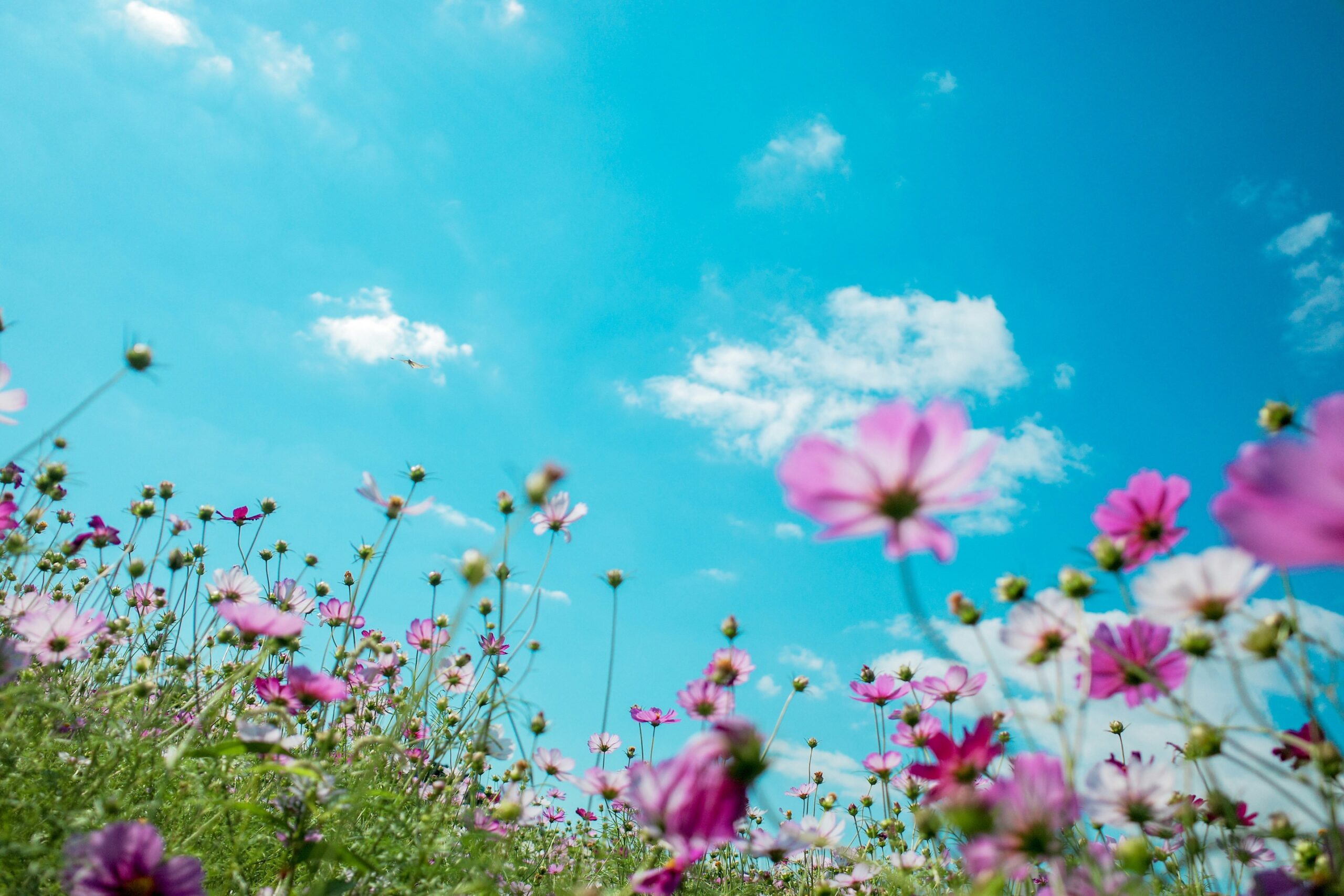 Pink cosmos flowers against a blue sky